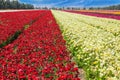 Kibbutz field of flowering buttercups