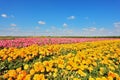 Kibbutz fields with bright flowers Ranunculus