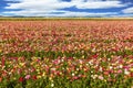 Kibbutz in the south of Israel