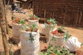 Growing vegetables in ground packs in Nairobi slums is one of the poorest places in Africa