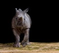 Kibo the white rhinozeros Royalty Free Stock Photo