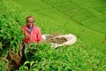 Kibuye/Rwanda - 08/26/2016: African woman worker collecting tea