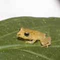 Kichwa Rain Frog (Pristimatis kichwarum