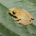 Kichwa Rain Frog (Pristimatis kichwarum) in a rainforest in Ecuador