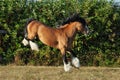 Kicking Gypsy Vanner horse portrait against summer farm background Royalty Free Stock Photo