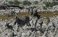 Female Zebra defending her Baby Royalty Free Stock Photo