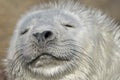 Kid. Baby seal of an annulate seal. Royalty Free Stock Photo