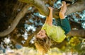 Kid boy playing and climbing a tree and hanging branch. Young boy playing and climbing a tree and hanging upside down.