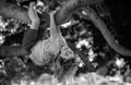 Kid boy playing and climbing a tree and hanging branch. Young boy playing and climbing a tree and hanging upside down. Royalty Free Stock Photo