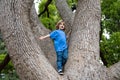 Kid boy resting on a large tree. A young child climbs a tree.