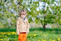 Kid boy in spring garden with blooming apple trees Royalty Free Stock Photo