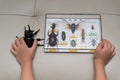 Kid checking a dummy beetle against a box of insect specimens collection