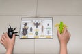 Kid checking a dummy beetle a grasshopper against a box of insect specimens collection