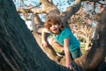 Kid child playing riding a tree branch. Royalty Free Stock Photo