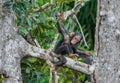 The kid of a chimpanzee plays on the tree. Chimpanzees (sometimes called chimps) (Pan troglodytes) Royalty Free Stock Photo