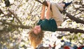 Kid climbing cherry blossom tree upside down. Kid among branches of spring tree in blossoms. Cute kids face surrounded Royalty Free Stock Photo