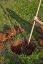 Kid digs with shovel a hole for tree planting. Royalty Free Stock Photo