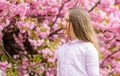 Kid enjoying cherry blossom sakura. Happy spring vacation. Spring in botany garden. That is how spring smells. Tender Royalty Free Stock Photo