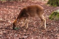 Young European deer kid eating a coniferous tree branch in winter forest