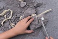 Kid excavating dinosaur bones Royalty Free Stock Photo