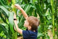 Kid farmer looking at sweetcorn in a field. Boy farmer check the quality of corn in cornfield Royalty Free Stock Photo