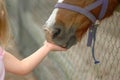 Kid feeding horse Royalty Free Stock Photo