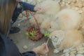 Kid feeding and petting rabbits Royalty Free Stock Photo