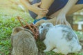 Kid feeding and petting rabbits outside during spring time Royalty Free Stock Photo