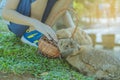 Kid feeding and petting rabbits outside during spring time Royalty Free Stock Photo