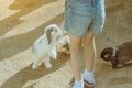 Kid feeding and petting rabbits outside during spring time Royalty Free Stock Photo