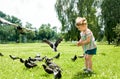 Kid is feeding pigeons in city park outdoors.Little baby girl running near doves. chasing pigeons, happy smiling child Royalty Free Stock Photo