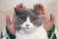 A kid gently holding a lovely british shorthair cat