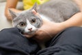 A kid gently stroking a lovely british shorthair cat Royalty Free Stock Photo