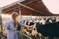 Kid girl feeding calf on cow farm. Countryside, rural living Royalty Free Stock Photo