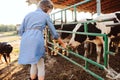 Kid girl feeding calf on cow farm. Countryside, rural living