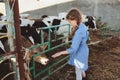 Kid girl feeding calf on cow farm. Countryside, rural living Royalty Free Stock Photo