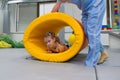 Kid girl rotation in roller tonnel during sensory integration session