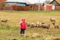 Kid girl shepherdess happy with flock of sheep