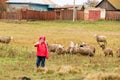 Kid girl shepherdess happy with flock of sheep