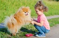 Kid girl training, playing with dog outdoors. Happy baby teaching spitz obedience. child walking with pet Royalty Free Stock Photo