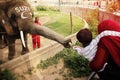 Kid is giving money to a elephant SUZI in the Lahore zoo