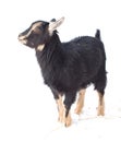 Kid goat Royalty Free Stock Photo