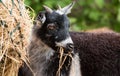 Goat eating hay