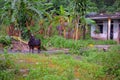 Kid goat on the mountain near vietnamese house