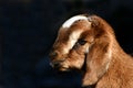 Kid Goat Profiles 3 Royalty Free Stock Photo