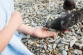 Kid hand feeding dove.