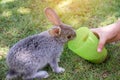 Kid hand is feeding the rabbit.