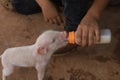Kid hand giving milk to a cute little piglet