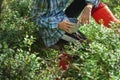 Kid hand holding bowl of freshly picked wild blueberries against bokeh green forest background Royalty Free Stock Photo