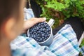 Kid hand holding bowl of freshly picked wild blueberries against bokeh green forest background Royalty Free Stock Photo